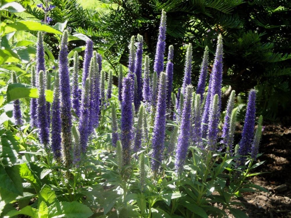 Photo of Spike Speedwell (Veronica spicata Royal Candles) uploaded by Donnerville