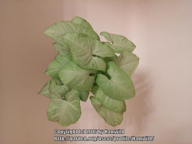 Photo of Arrowhead Plant (Syngonium podophyllum) uploaded by Hamwild