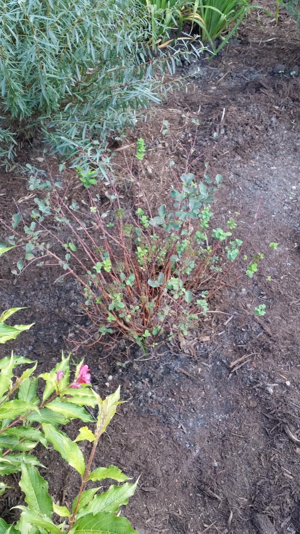 Photo of Spirea (Spiraea betulifolia 'Tor') uploaded by checlarkglobal