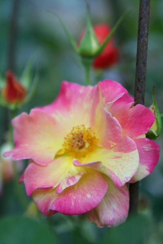 Photo of Rose (Rosa 'Jacob's Robe') uploaded by Calif_Sue