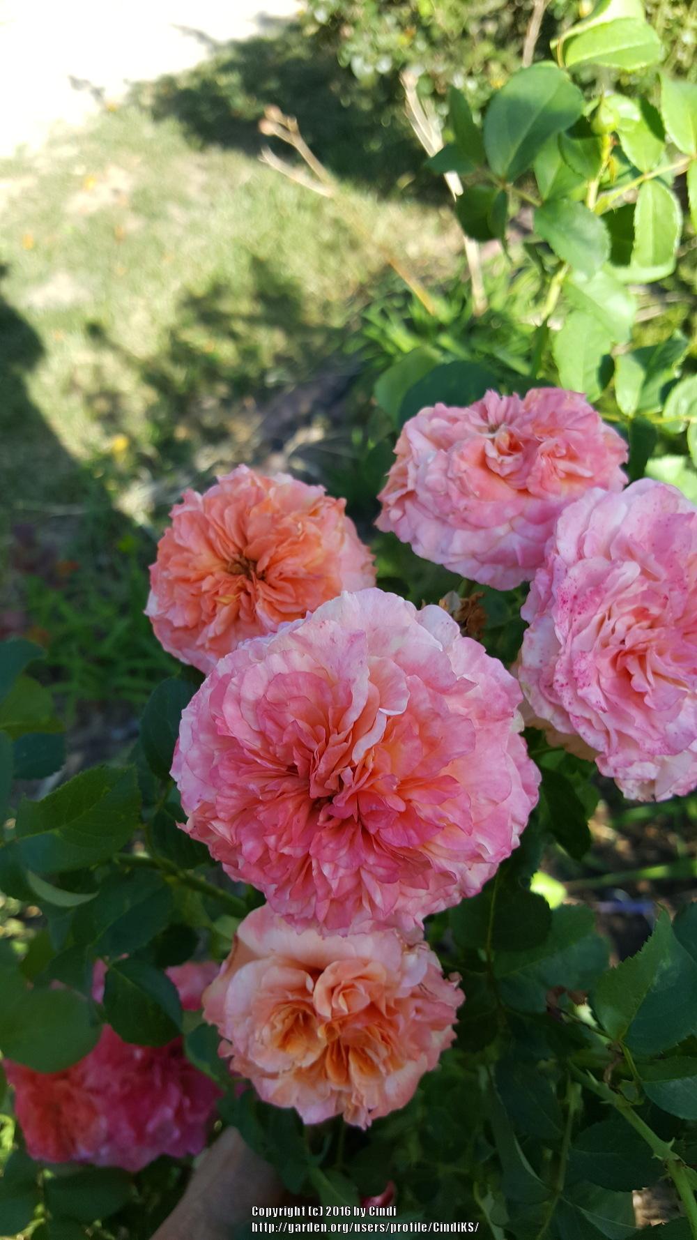 Photo of Rose (Rosa 'Sunset Dreams') uploaded by CindiKS