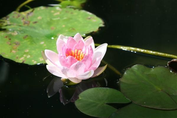 Photo of Hardy Water Lily (Nymphaea 'Perry's Baby Red') uploaded by DigginDirt