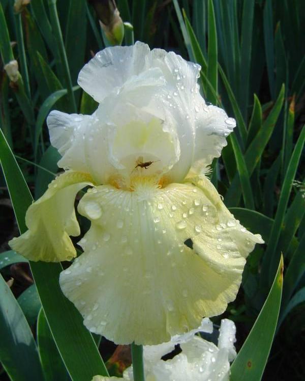 Photo of Tall Bearded Iris (Iris 'Wedding Candles') uploaded by Donnerville