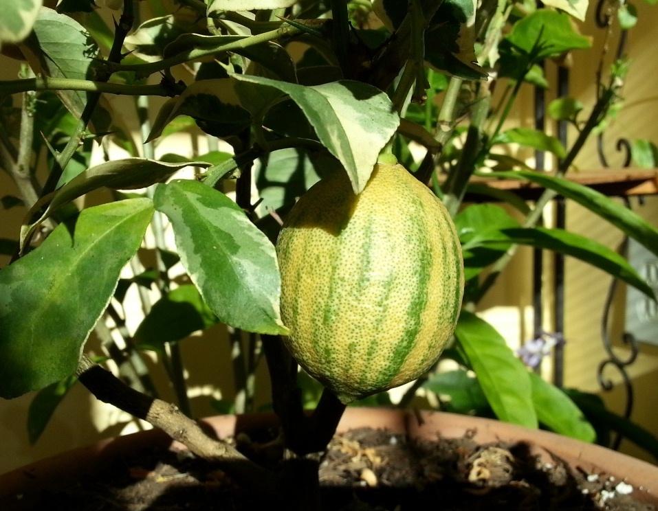 Photo of Lemon (Citrus x limon 'Variegated Pink Eureka') uploaded by Donnerville