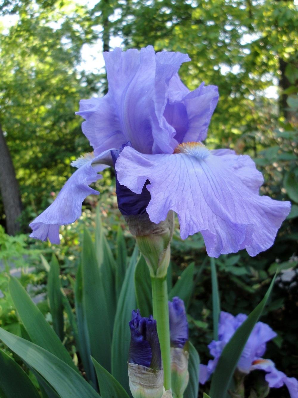 Photo of Tall Bearded Iris (Iris 'Firewater') uploaded by Donnerville