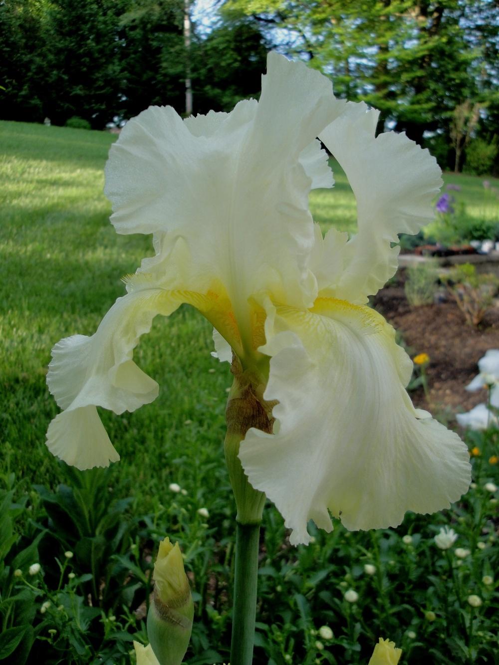 Photo of Tall Bearded Iris (Iris 'Southern Comfort') uploaded by Donnerville