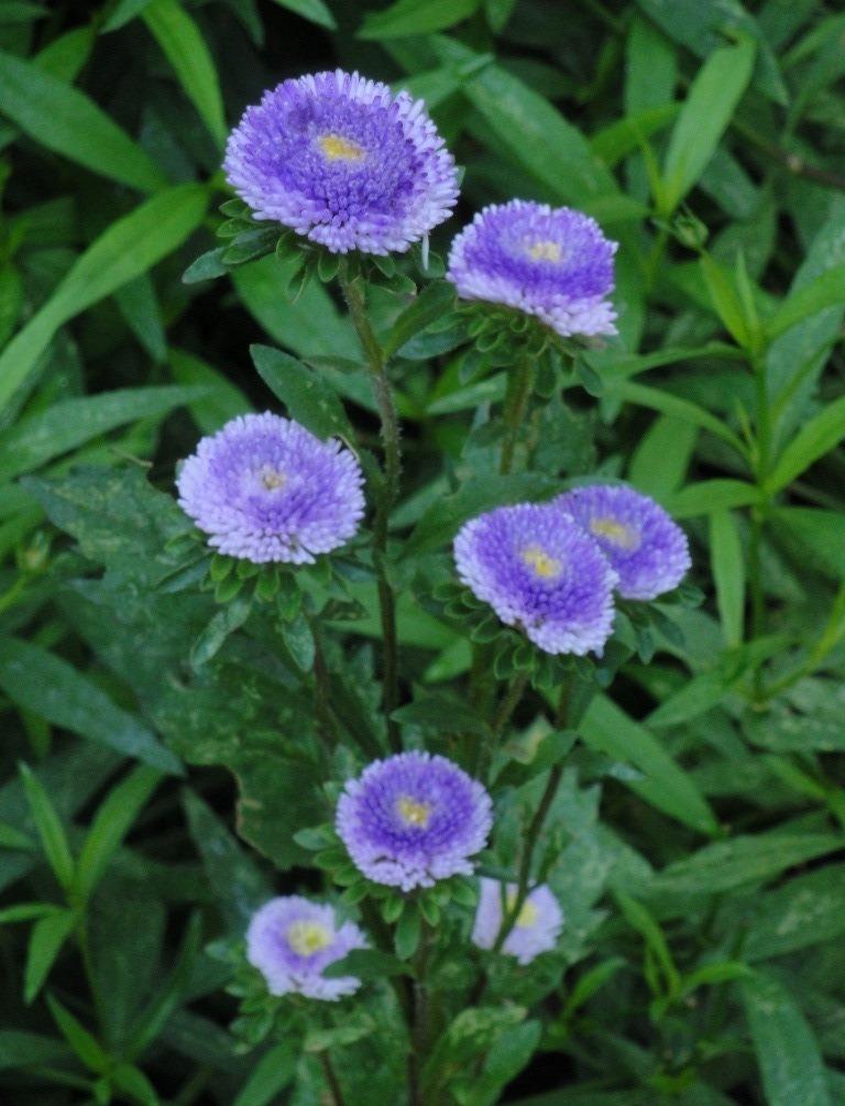 Photo of China Aster (Callistephus chinensis) uploaded by Donnerville