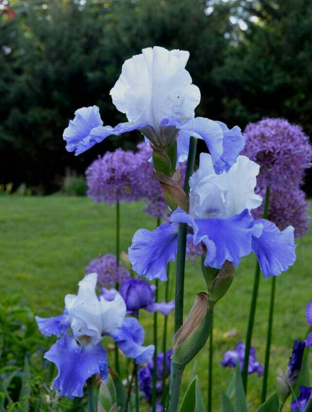 Photo of Tall Bearded Iris (Iris 'Ride the Wind') uploaded by Donnerville
