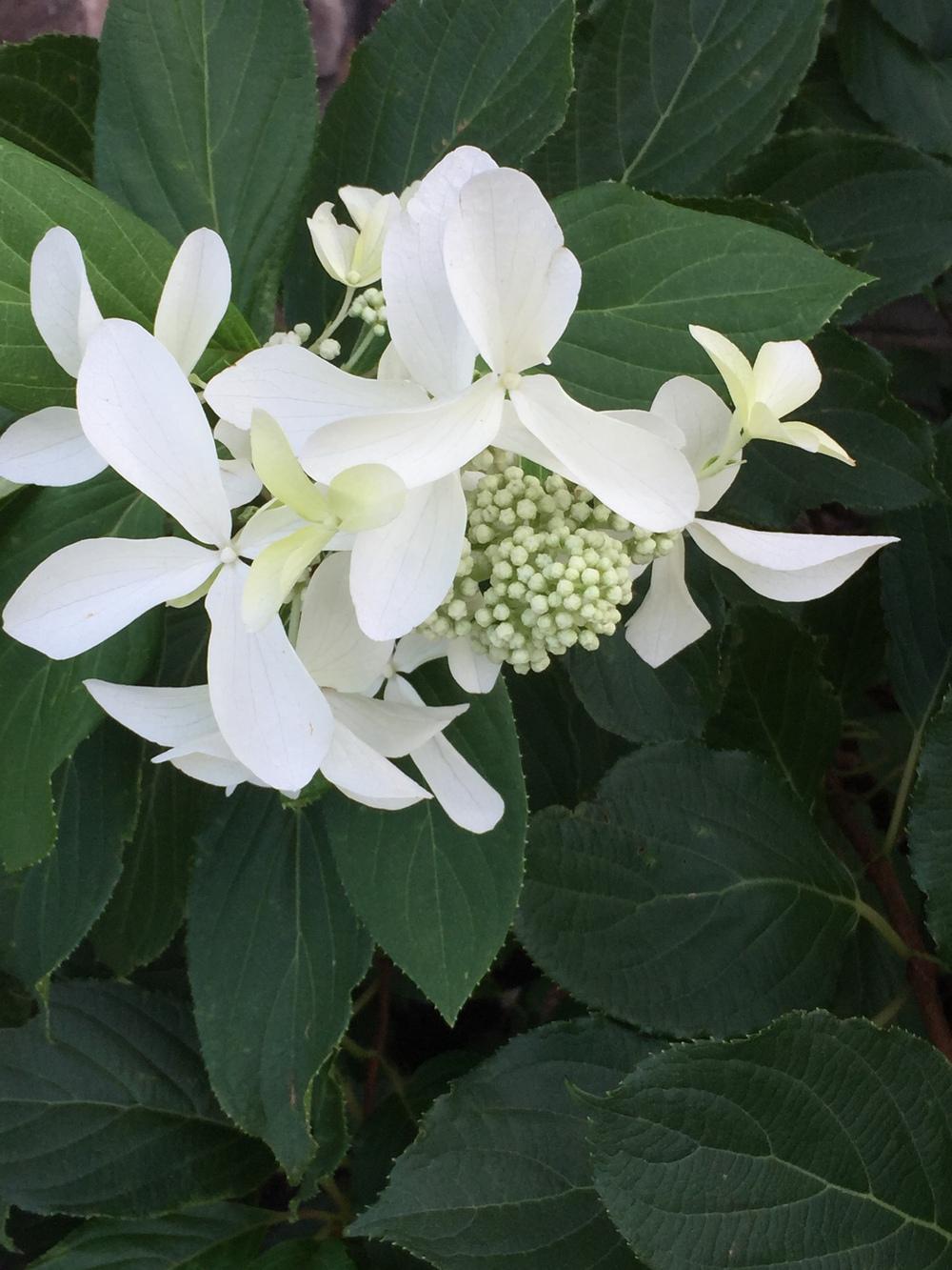 Photo of Panicle Hydrangea (Hydrangea paniculata First Editions® Great Star™) uploaded by Legalily