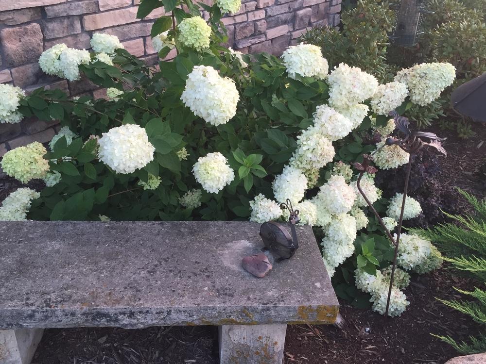 Photo of Panicle Hydrangea (Hydrangea paniculata Little Lime®) uploaded by Legalily