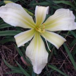 
Date: 2016-09-05
A non poly bloom on Four Diamonds