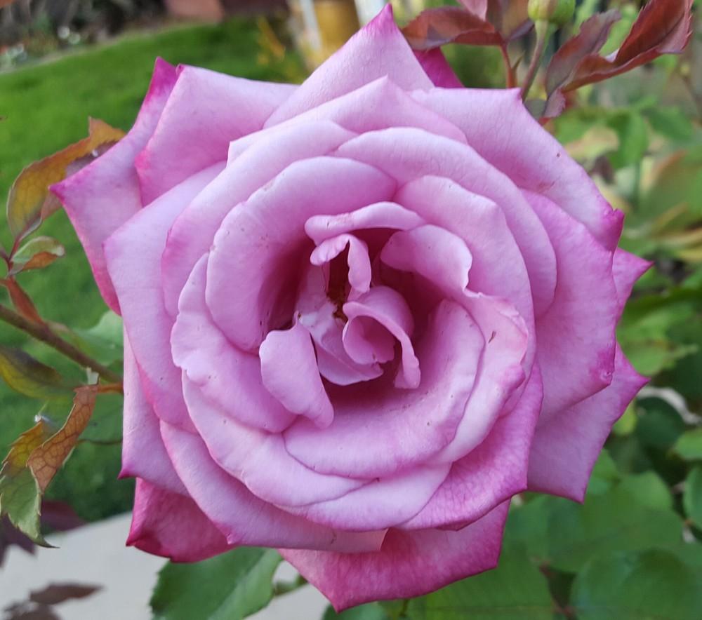 Photo of Rose (Rosa 'Fragrant Plum') uploaded by clcroses