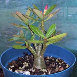 Location: Mariana Islands Guam USA
Date: 2016-09-07
9 months old with first buds...in 6" azalea pot