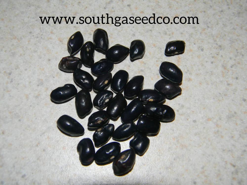 Photo of Dry Bean (Phaseolus vulgaris 'Blue Shackamaxon') uploaded by SouthGASeedCo