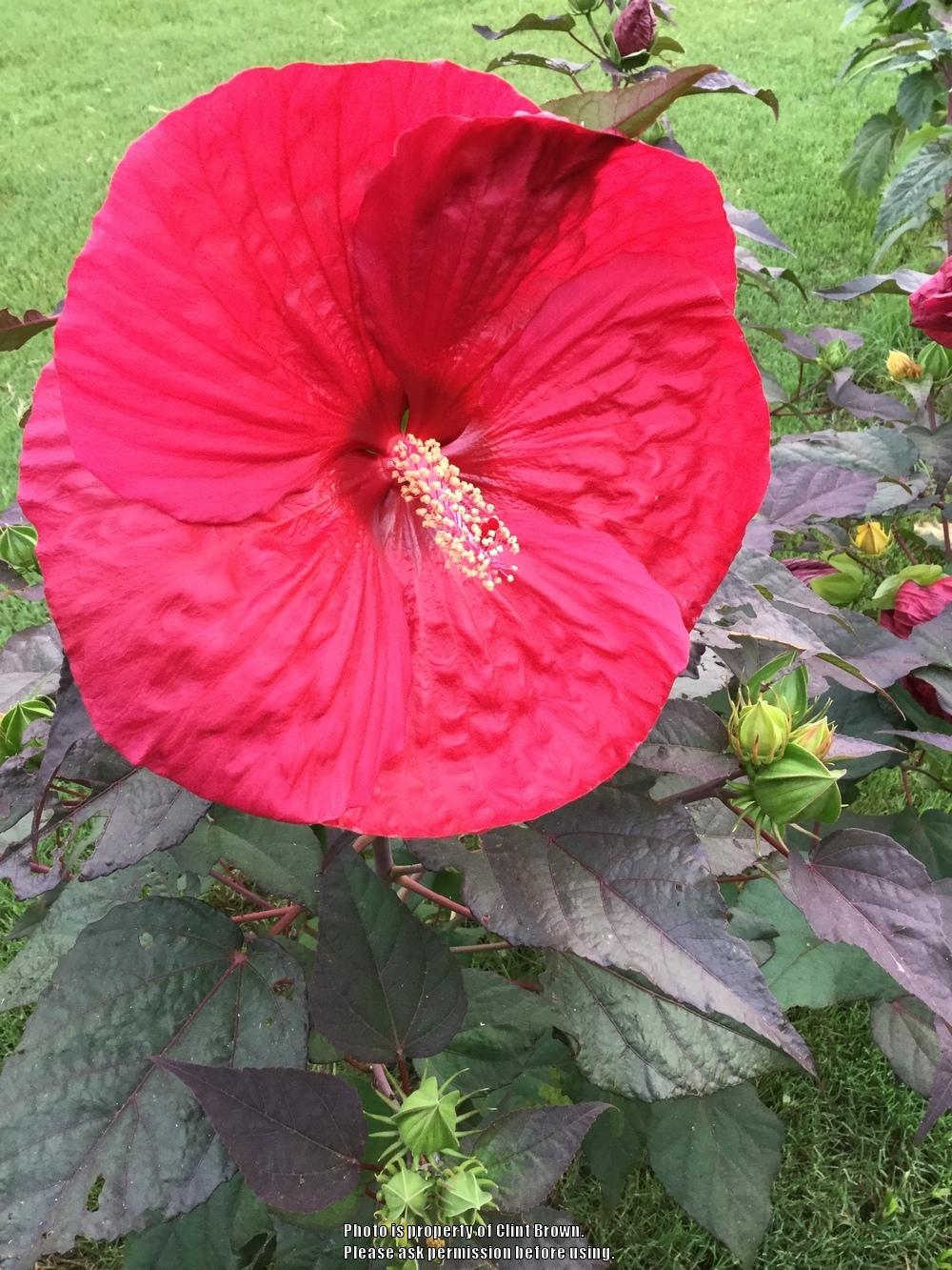 Photo of Hybrid Hardy Hibiscus (Hibiscus 'Mars Madness') uploaded by clintbrown