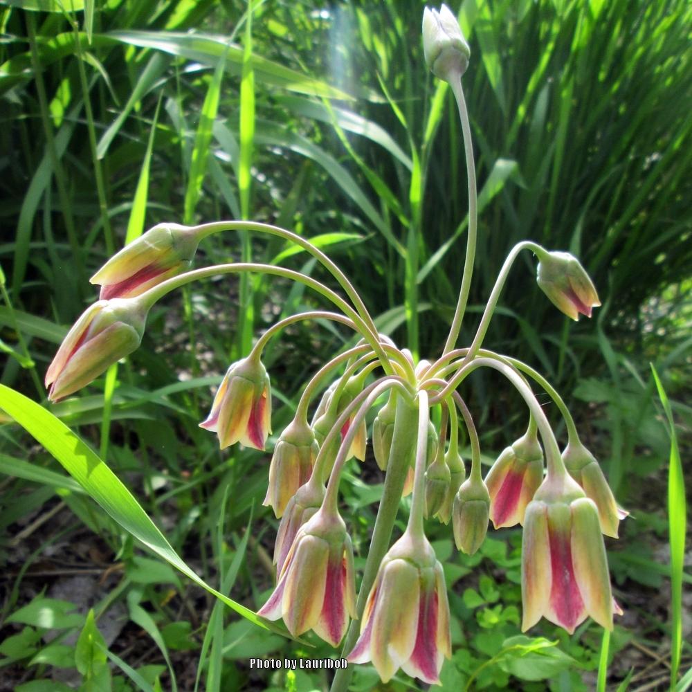 Photo of Mediterranean Bells (Allium siculum) uploaded by lauribob