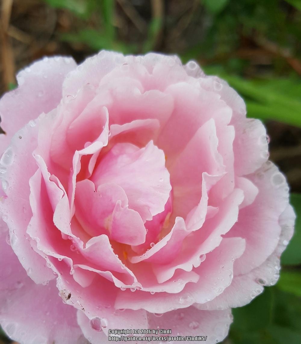 Photo of Rose (Rosa 'Soeur Emmanuelle') uploaded by CindiKS