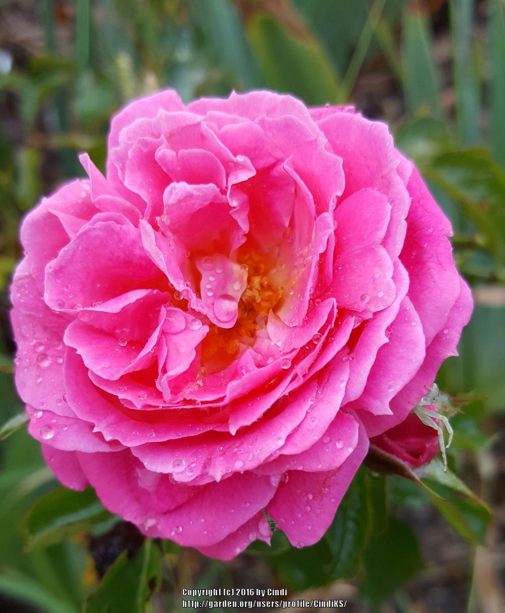 Photo of Rose (Rosa 'Pink Flower Circus') uploaded by CindiKS