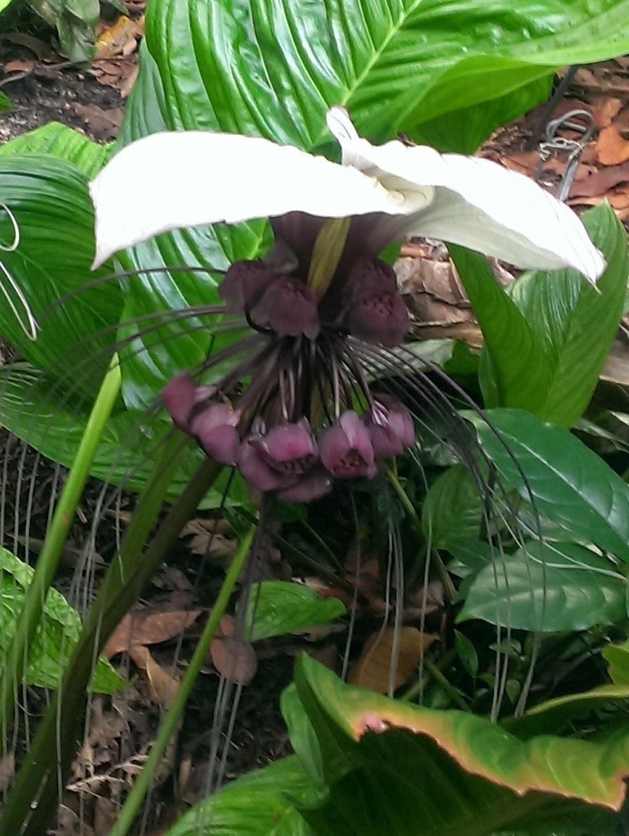 Photo of White Bat Flower (Tacca integrifolia) uploaded by Dutchlady1