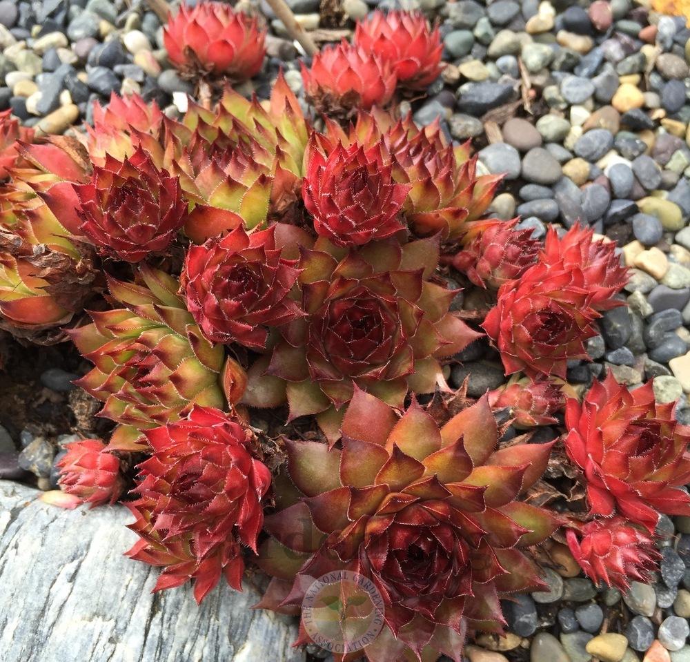 Photo of Hen and Chicks (Sempervivum 'Dynamo') uploaded by Patty