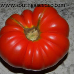Location: South GA Seed CO.
Date: 2016
Great tomato full of flavor!