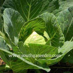 Location: South GA Seed CO.
Date: 2016
Great tasting cabbage!