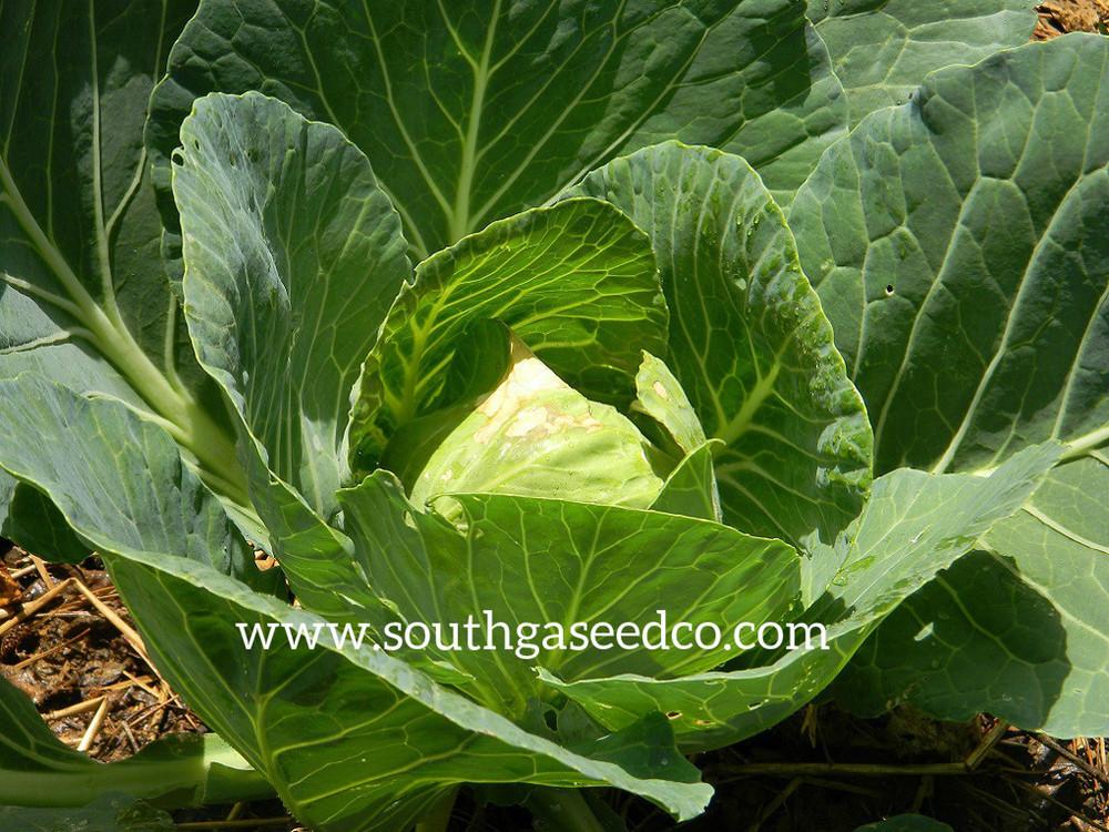 Photo of Cabbage (Brassica oleracea var. capitata 'Early Golden Acre') uploaded by SouthGASeedCo