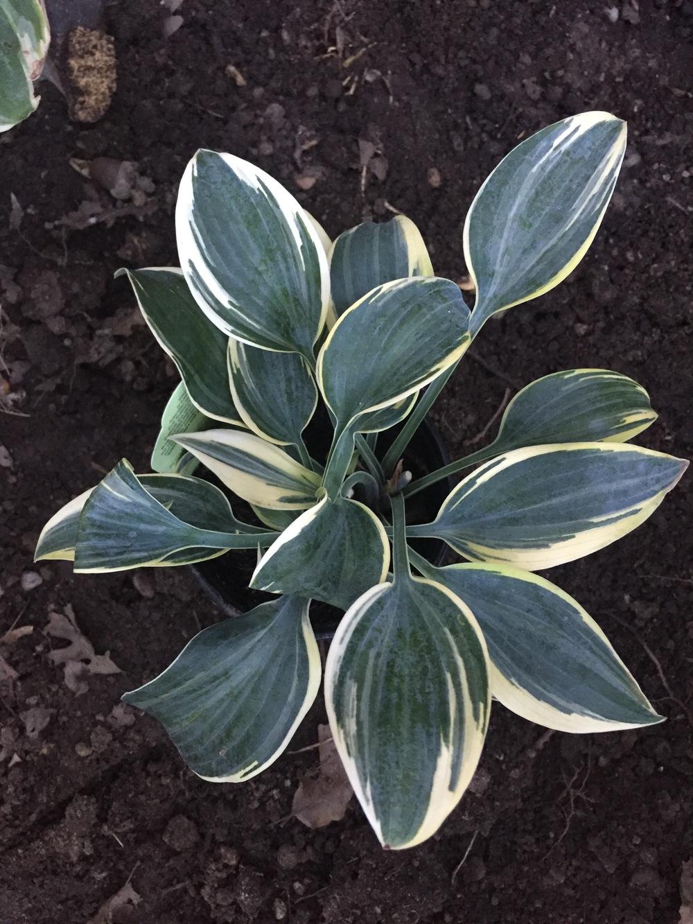 Photo of Hosta 'First Frost' uploaded by SpringGreenThumb