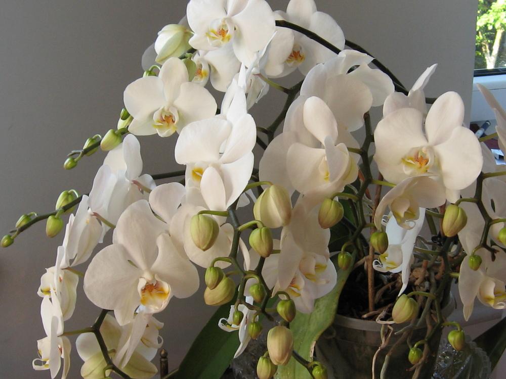Photo of White Moth Orchid (Phalaenopsis amabilis) uploaded by Fleur569