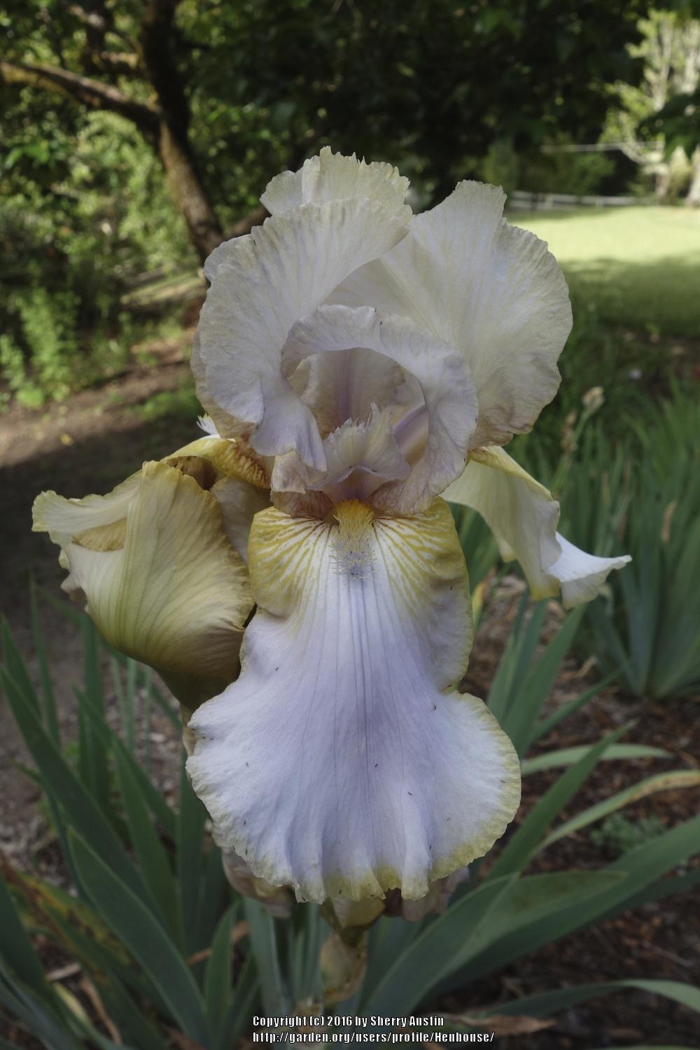 Photo of Tall Bearded Iris (Iris 'Lula Marguerite') uploaded by Henhouse