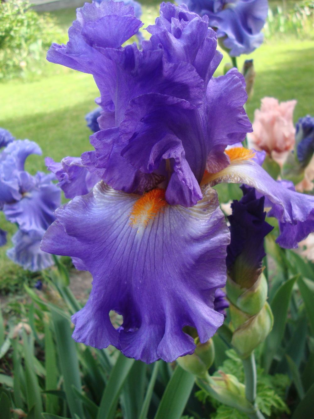 Photo of Tall Bearded Iris (Iris 'Hawaiian Rain') uploaded by Paul2032