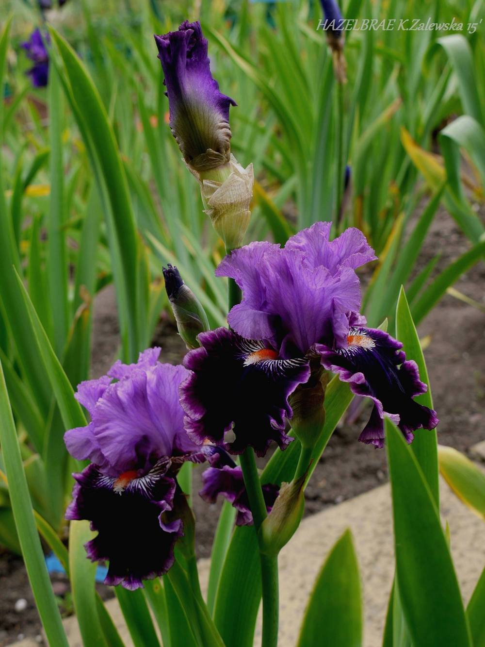 Photo of Tall Bearded Iris (Iris 'Hazelbrae') uploaded by cliftoncat