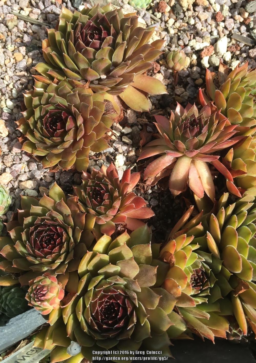 Photo of Hen and Chicks (Sempervivum 'Pacific Red Rose') uploaded by gg5