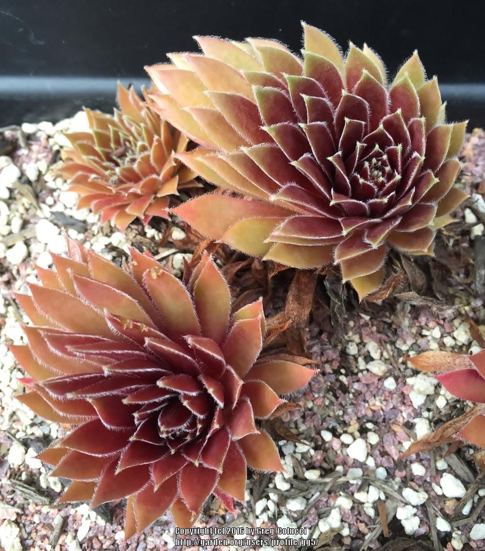 Photo of Hen and Chicks (Sempervivum 'Red Ace') uploaded by gg5