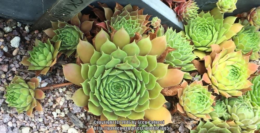 Photo of Hen and Chicks (Sempervivum 'Black Mini') uploaded by gg5