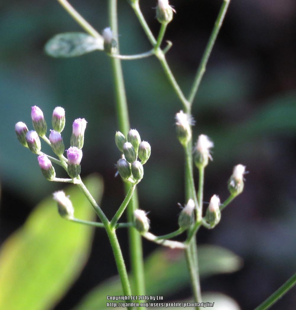 Photo of Little Ironweed (Cyanthillium cinereum) uploaded by plantladylin