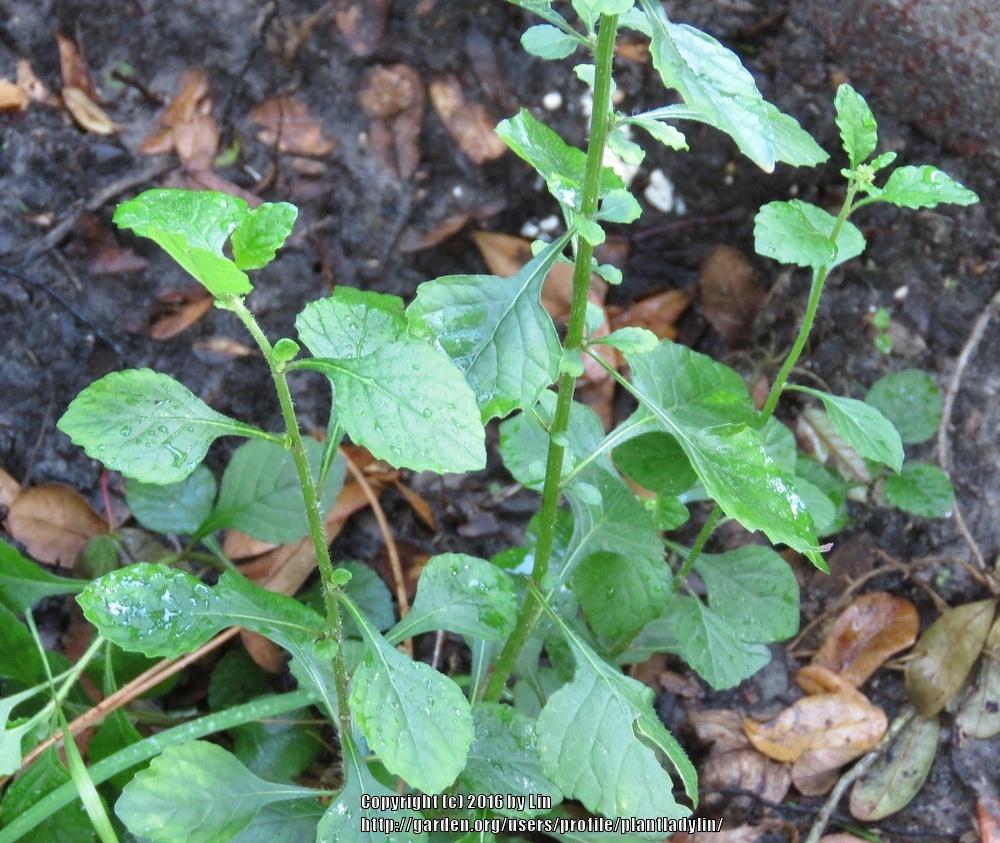 Photo of Little Ironweed (Cyanthillium cinereum) uploaded by plantladylin