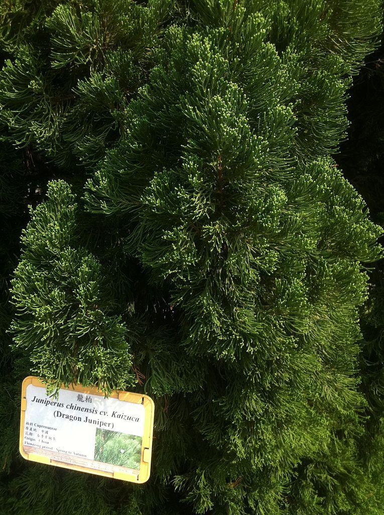 Photo of Hollywood Juniper (Juniperus chinensis 'Kaizuka') uploaded by robertduval14