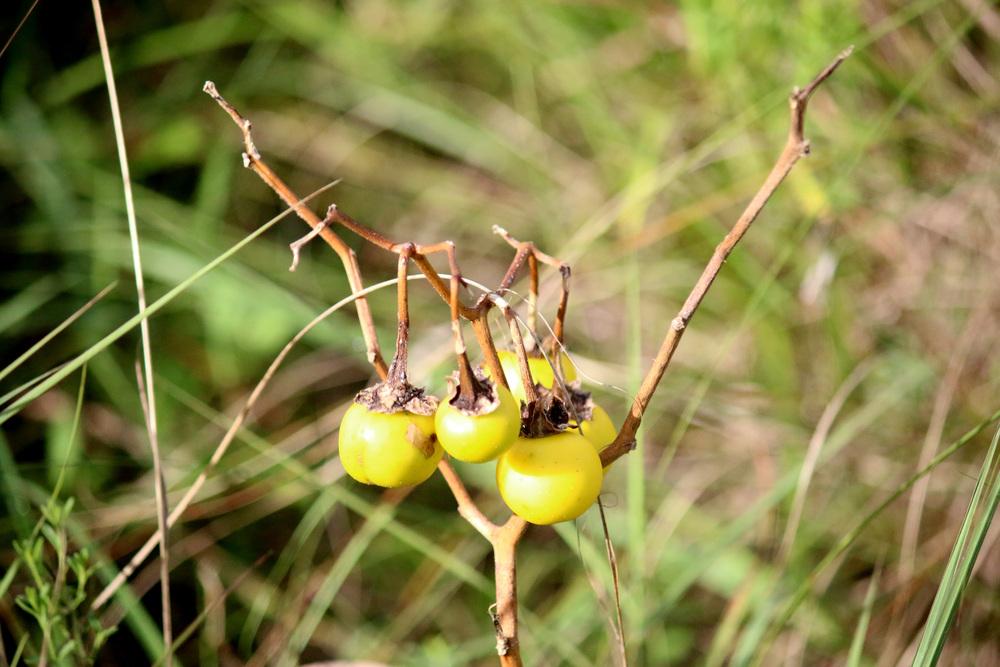 Photo of Silverleaf Nightshade (Solanum elaeagnifolium) uploaded by GrammaChar