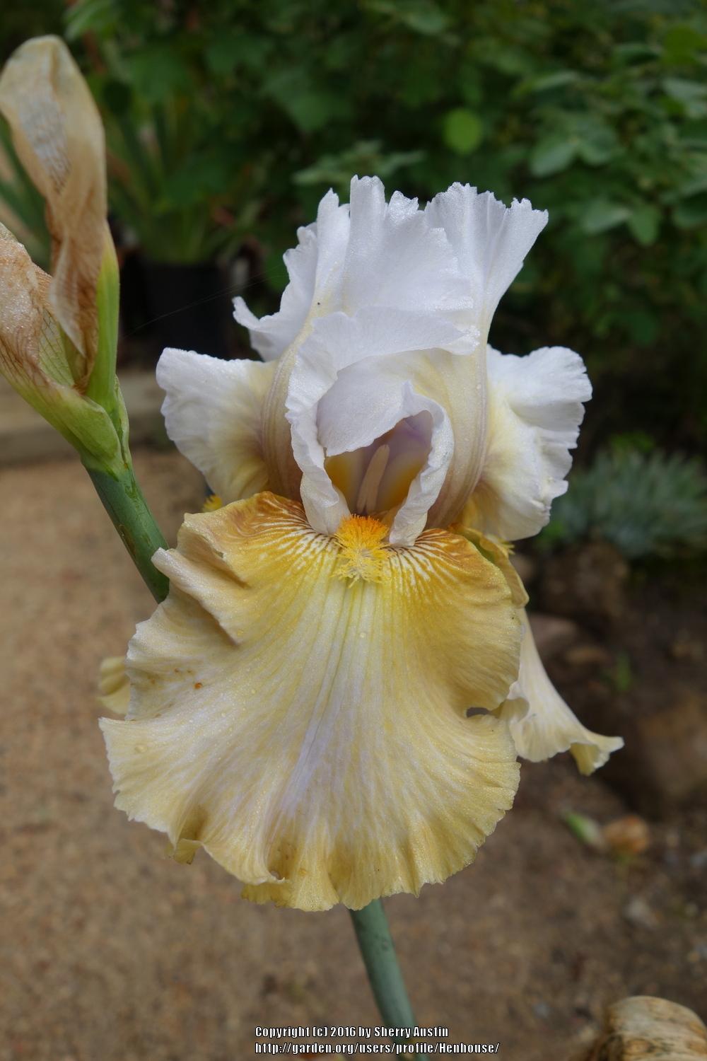 Photo of Tall Bearded Iris (Iris 'Venus Bay') uploaded by Henhouse