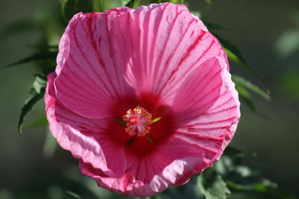 Photo of Hybrid Hardy Hibiscus (Hibiscus Cordial™ Peppermint Schnapps) uploaded by Ina