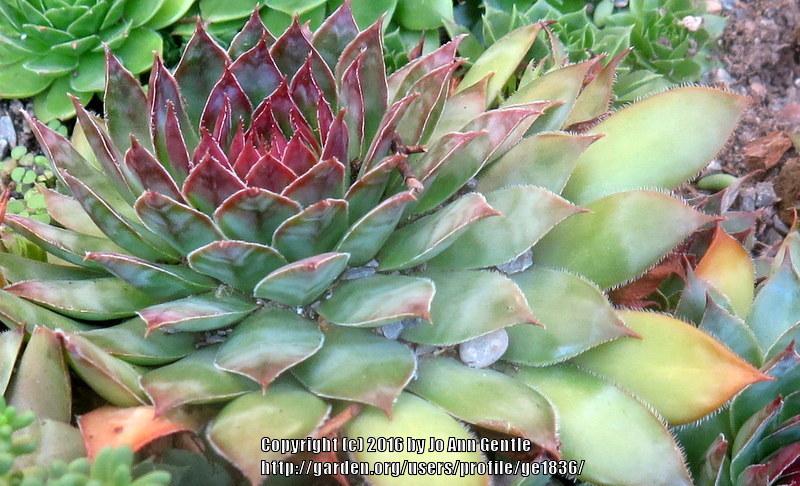 Photo of Hen and Chicks (Sempervivum 'Pacific Blue Ice') uploaded by ge1836