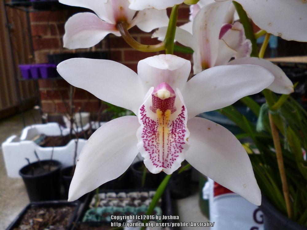 Photo of Orchid (Cymbidium Alexanderi) uploaded by Australis