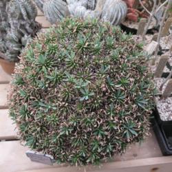 Location: San Marino
Date: 2014-06-06
Euphorbia bupleurifolia x susannae