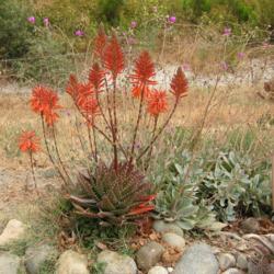 Location: Baja California
Date: 2013-06-28
Aloe x nobilis
