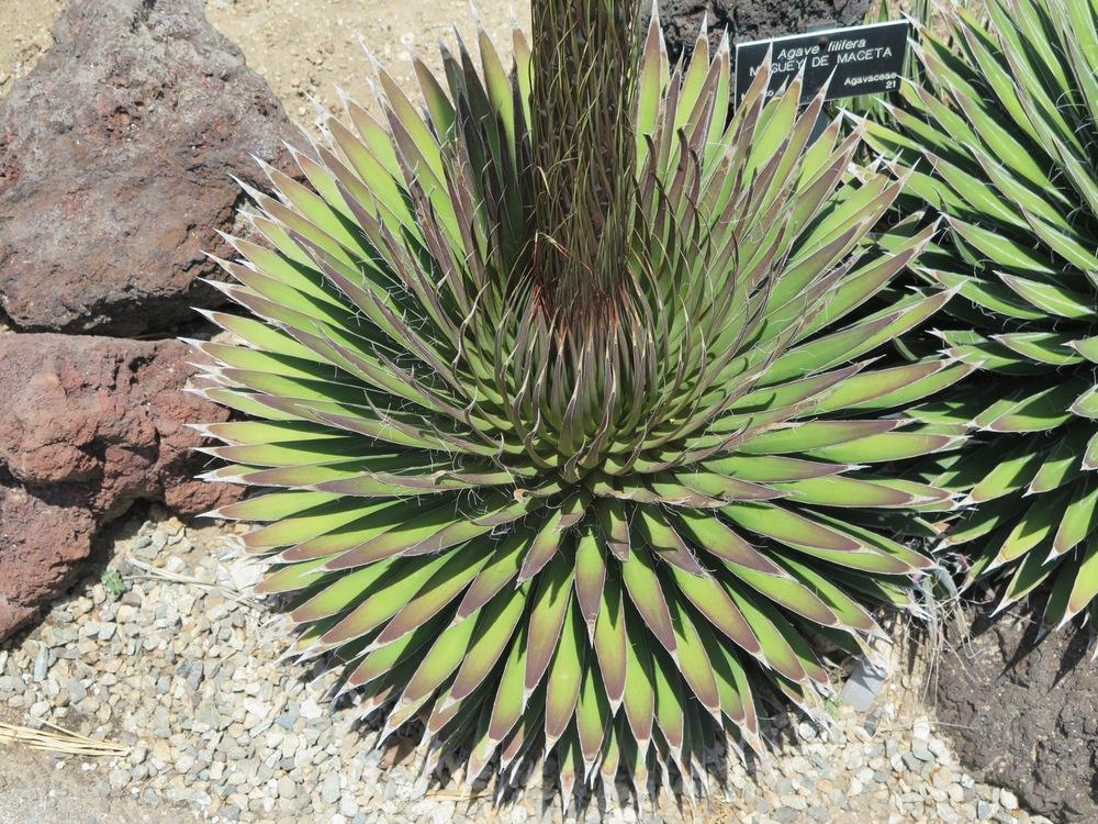 Photo of Thread Agave (Agave filifera) uploaded by Baja_Costero