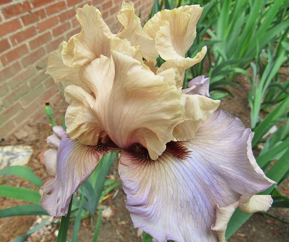 Photo of Tall Bearded Iris (Iris 'Enter the Dragon') uploaded by Lestv