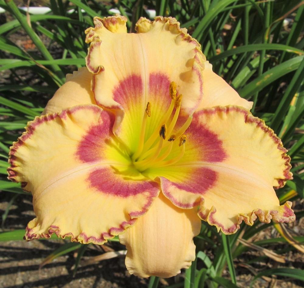 Photo of Daylily (Hemerocallis 'King of the Ages') uploaded by Sscape