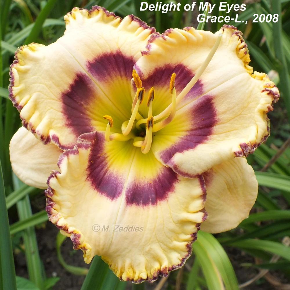 Photo of Daylily (Hemerocallis 'Delight of My Eyes') uploaded by ladymary5
