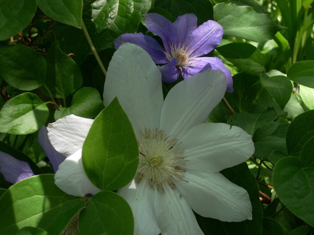 Photo of Clematis (Clematis lanuginosa 'Candida') uploaded by Bluespiral